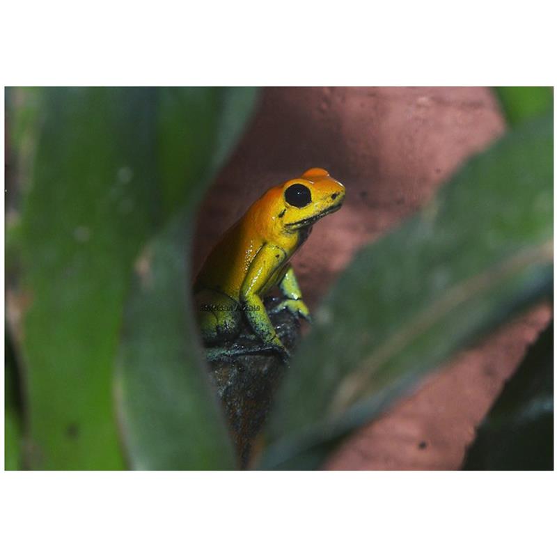 Broasca Phyllobates bicolor (Poison arrow frog) - imagine 4